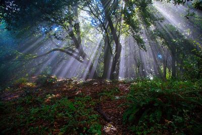 Trees in forest