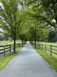 Road amidst trees and plants