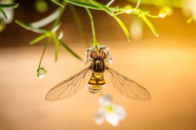 Close-up of wasp on flower