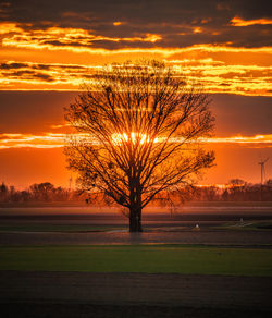 Silhouette tree on field during sunset