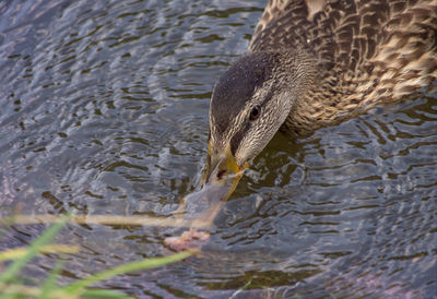 High angle view of duck swimming in lake