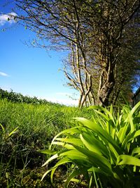 Close-up of fresh green field against clear sky