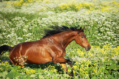 Horse standing on field