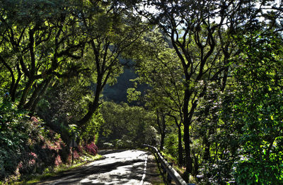 Road amidst trees in forest