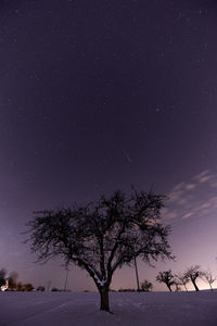 Tree against sky during winter at night