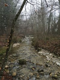 Stream flowing through forest