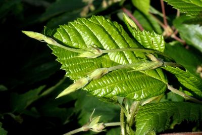 leaf