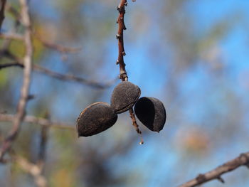 Low angle view of fruits hanging on tree