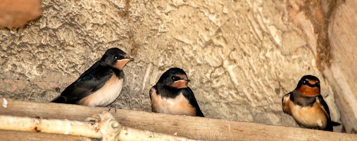 Close-up of birds perching on wall