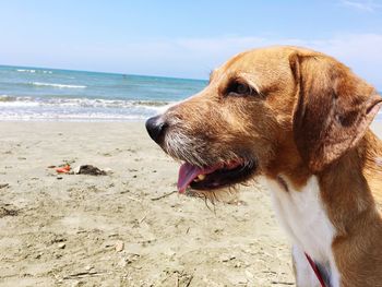 Close-up of a dog on beach