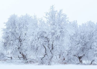 Snow covered trees in forest