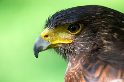 Close-up of buzzard 