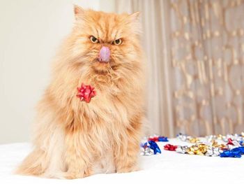 Close-up portrait of cat