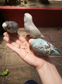 Midsection of person holding bird