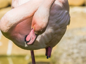 Close-up of a bird