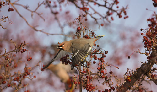 Low angle view of bird on branch