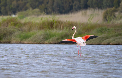 Pink flamingo looks for food in the molentargius pond in cagliari, southern sardinia