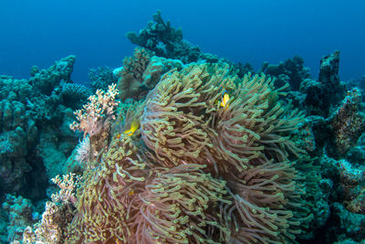 View of coral in sea