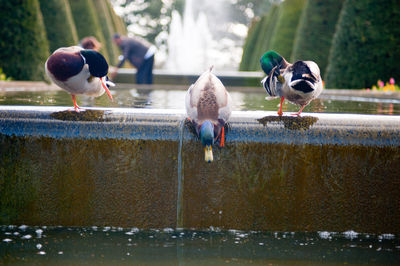 Birds perching on a lake