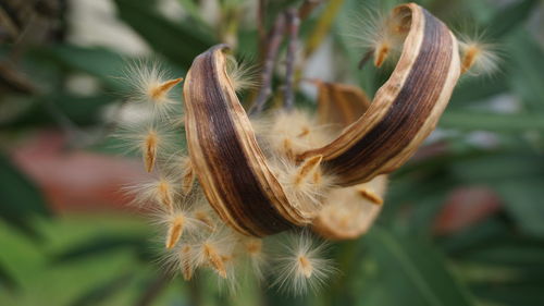 Close-up of cactus flower