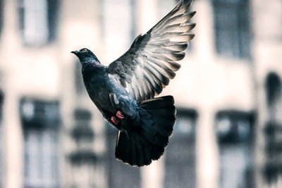 Close-up of bird flying