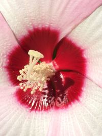 Macro shot of pink flower