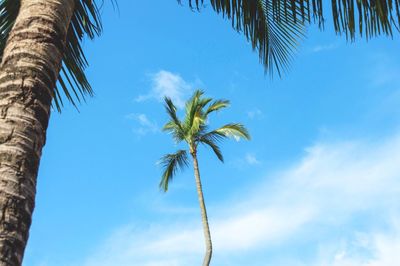 Low angle view of palm tree against blue sky