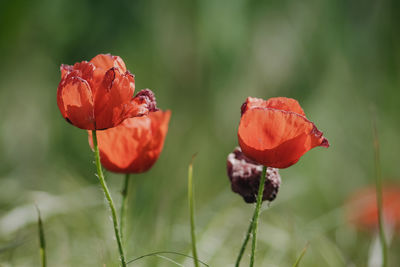 Close-up of red poppy flower on field