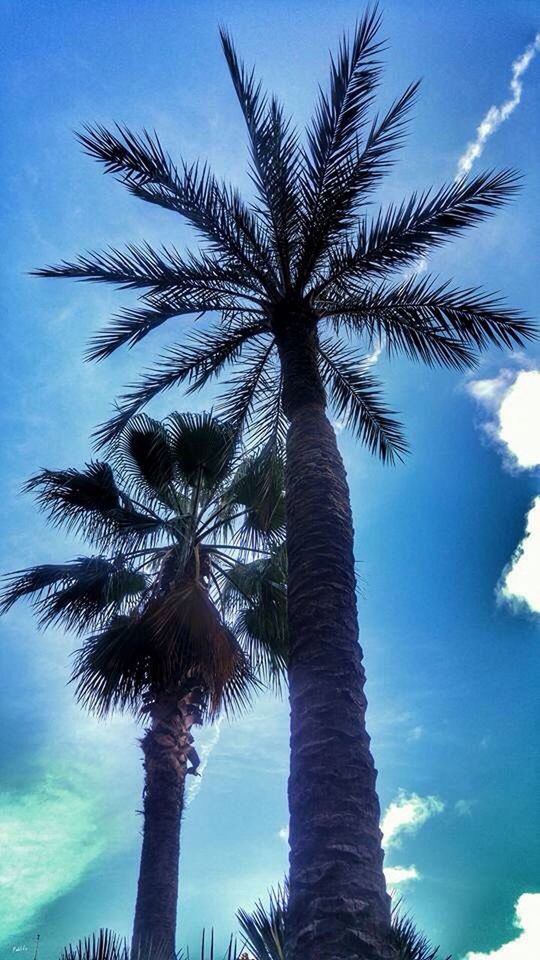 low angle view, palm tree, tree, sky, tree trunk, tranquility, growth, blue, nature, beauty in nature, scenics, tall - high, cloud - sky, tranquil scene, cloud, palm leaf, coconut palm tree, outdoors, no people, day, tall, idyllic