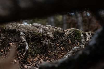 Close-up of dead tree trunk