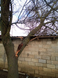 Low angle view of bare tree against building