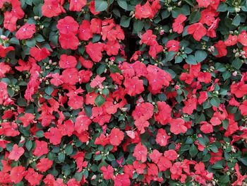 Full frame shot of red flowering plants