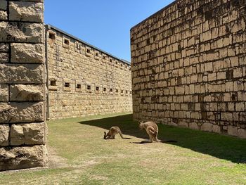 View of an animal on wall