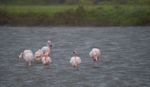 Pink flamingos in their natural environment, pond of molentargius, south sardinia
