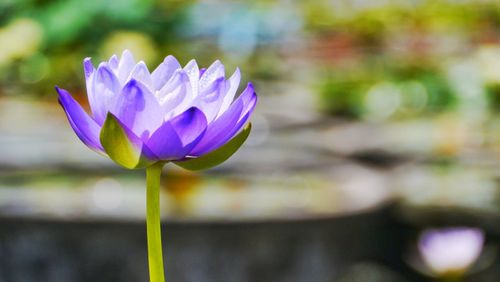 Close-up of purple water lily