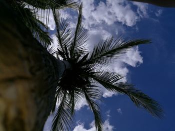 Low angle view of coconut palm tree against cloudy sky