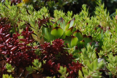 Close-up of fruits growing on plant