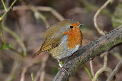 Close-up of bird perching on branch