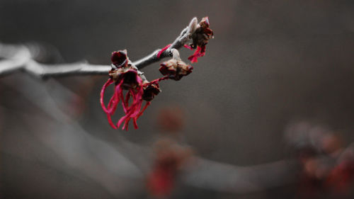 Close-up of wilted plant