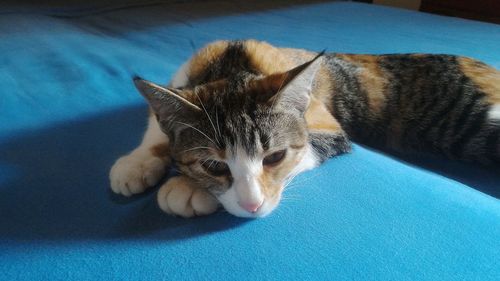 High angle view of cat resting on bed