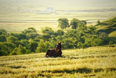 Horse relaxing on grassy field