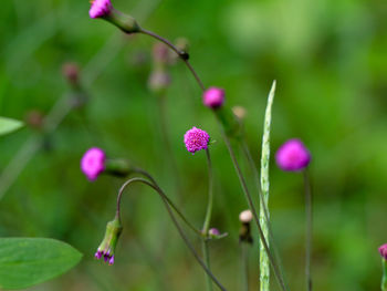 Close-up of pink flowering plant