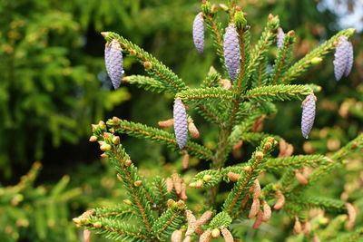 Close-up of flowering plant