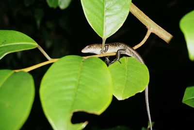 Close-up of insect on leaves