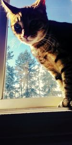 Cat looking through window