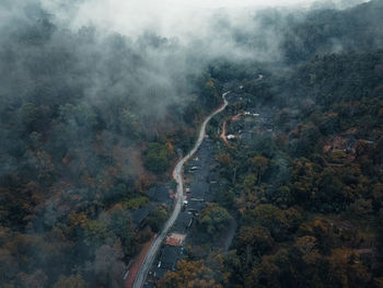 High angle view of trees in forest