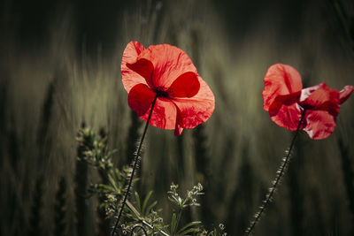 Close-up of red poppies blooming outdoors