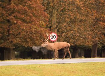 Deer walking on road against trees