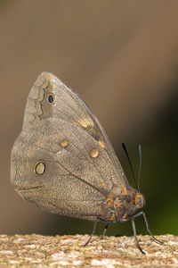 Close-up of insect against blurred background