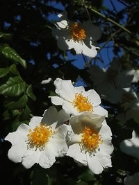 Close-up of white cherry blossoms